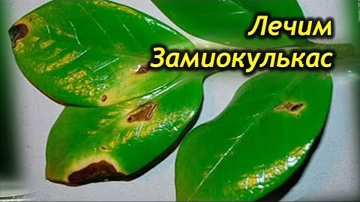 Болезни замиокулькаса и их лечение с фото