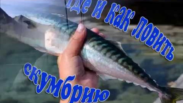 многополосая макрель. реальная рыбалка скумбрия. скумбрия отличие самки от самца. рыба королевская макрель. скумбрия хк.