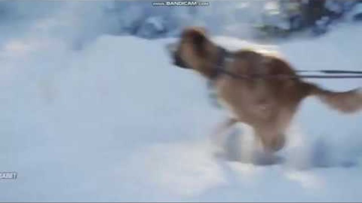 зов предков фильм 2020. белый плен фильм 2006 пол уокер. пол уокер белый плен. пол уокер белый плен. собака спасает упряжку от лавины.