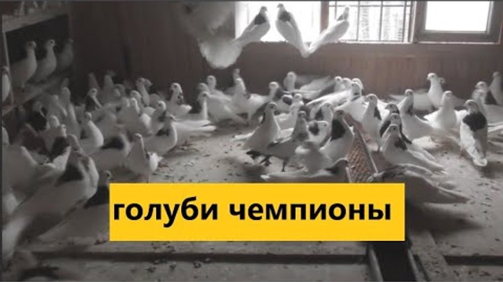 Ярмарка голубей. Ярмарка голубей 2021. Выставка голубей в александрове в 2023. Выставка голубей в александрове в 2023. Выставка голубей в балаково 2022.