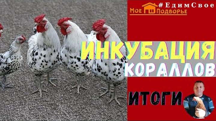 Курицы коралл отзывы фото Одноклассники