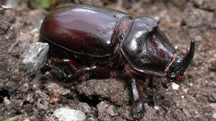 Gandacul Rinocer[Oryctes Rhinoceros] - Larva/Adult