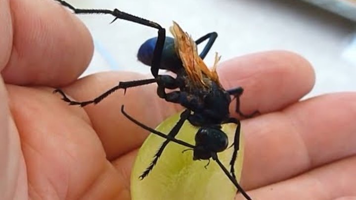 самые опасные насекомые в мире