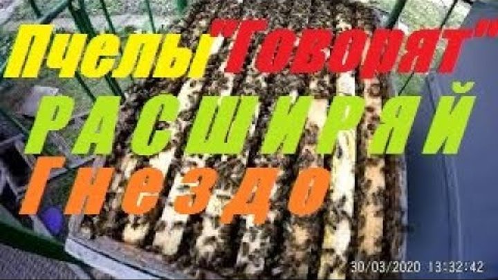 Гудков пчела. Внимание пчеловоды