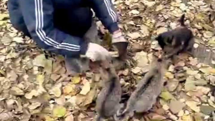 面白い猫 爆笑ネコ動画 おやつちょうだい 可愛い猫のおねだり おもしろ猫動画 面白い猫 総集編 おもしろ猫動画