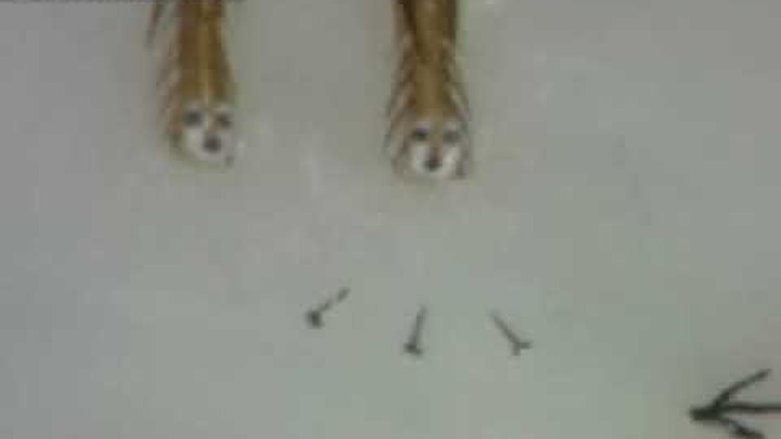 донецкий театр юного зрителя левша. какой танец танцевала блоха в левше. н. какой танец танцевала блоха в левше. блоха под микроскопом левша.