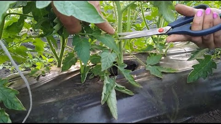 Rasada tomatov prisypka vyshe semedolnyx listochkov. Пасынкование. Тепличный кустик с удаленными пасынками 5 букв. Пасынки на рассаде. Пасынковать томаты.