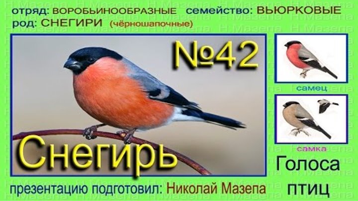 Pyrrhula pyrrhula. пение снегиря. снегирь летом. позывки снегиря для ловли. снегирь нахохлился.