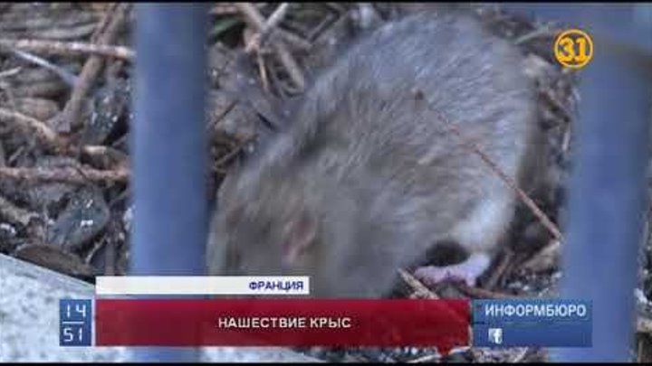 Крысы в париже