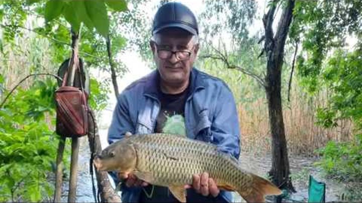 арбуз мирсини. озимая тритикале.