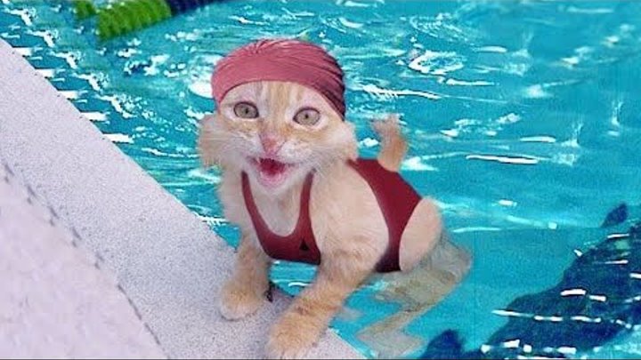 Коты в купальниках фото