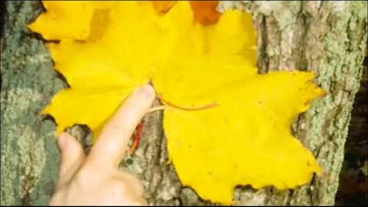 Первые исполнители песни листья желтые. Листья жёлтые над городом кружатся. Листья жёлтые над городом кружатся лайма вайкуле. Листья желтые над городом вайкуле. Вайкуле листья желтые.