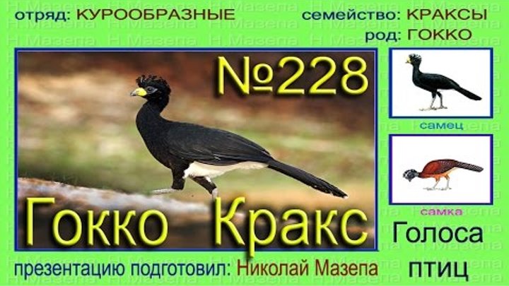 Голоса птиц с названиями. Голоса птиц. Звуки голоса птиц. Изучаем голоса птиц.