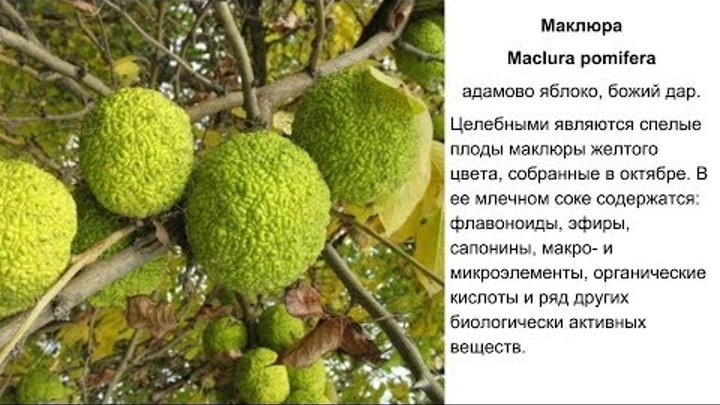 Адамово яблоко для суставов отзывы. Маклюра растение. Маклюра адамово яблоко для суставов. Крымский плод маклюра. Лечебный плод адамово яблоко.