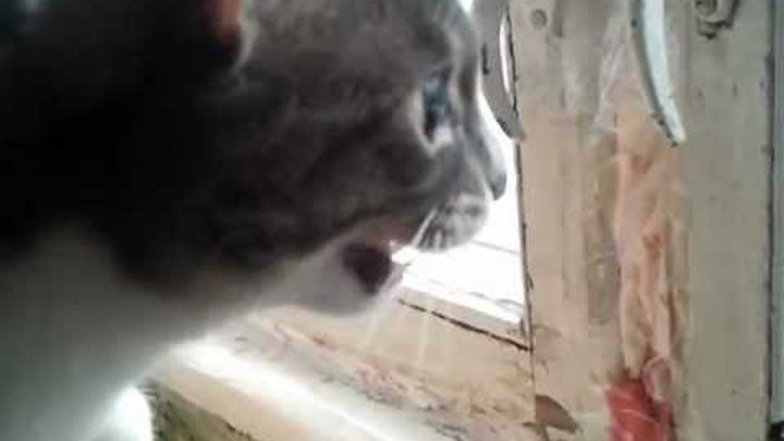 Звук который пугает кошек. Кот с усами. Странные звуки кошек. Котик с антистрессом мем. Странные звуки кошек.