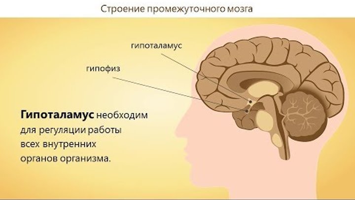 Гипофиз у животных. Таламус гипоталамус эпифиз. Строение головного мозга гипоталамус. Гипоталамус это отдел промежуточного мозга. Строение мозга таламус гипоталамус.