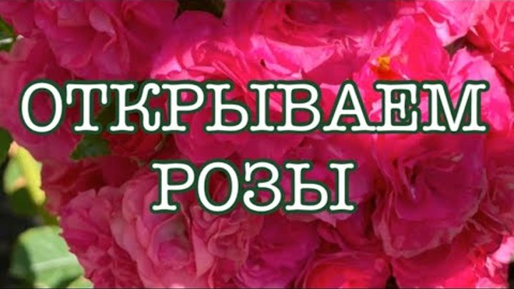 Секреты ухода за розами
