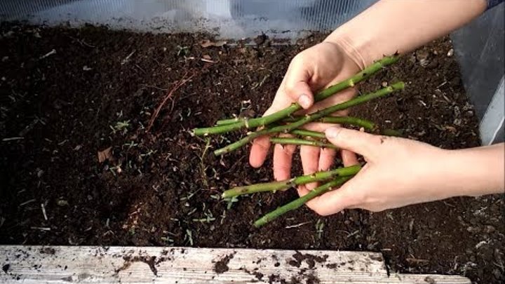 Как посадить розы черенками весной в открытый. Цветы траншею на даче. Розы. Укоренение черенков роз. Как посадить розы черенками весной в открытый.