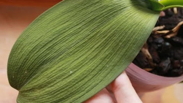 Листья орхидеи потеряли тургор. Подвязка орхидей. Как восстановить тургор у орхидеи фаленопсис. Тургор листьев орхидеи. Тургор у орхидеи.