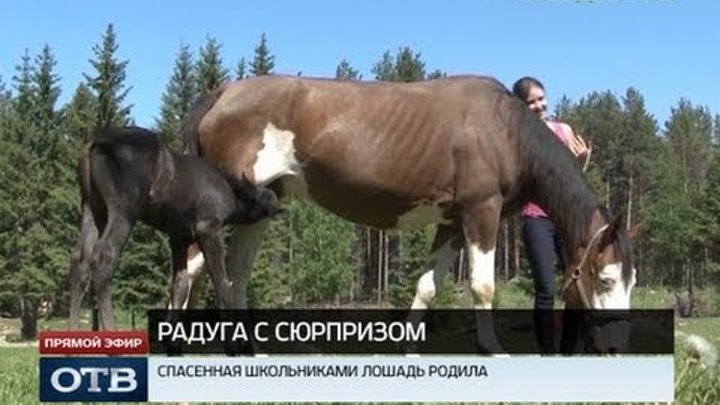 Девушка забеременела от лошади. Бойня беременных лошадей. Девушка родила от коня. Девушка забеременела от коня