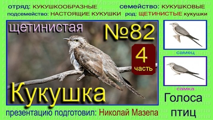 Кукушка голос птицы. Веерохвостая щетинистая Кукушка. Кукует самка или самец кукушки. Звук голоса кукушки.