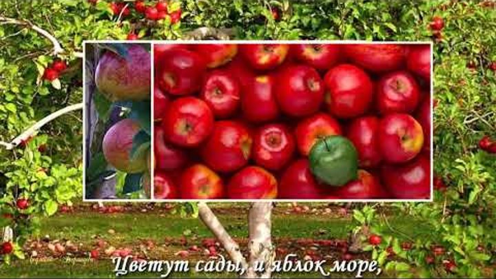 МОИ АВТОРСКИЕ ВИДЕО