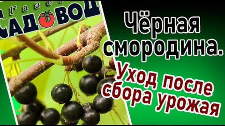 Чем удобрить черную смородину после сбора урожая