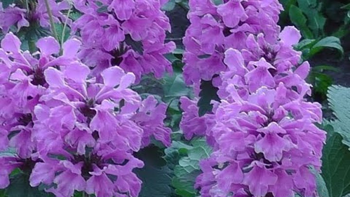 Многолетник бетоника (буквица) крупноцветковая betonica grandiflora. Буквица стахис. Стахис монье хуммело. Чистец монье хуммело. Буквица цветок многолетник.
