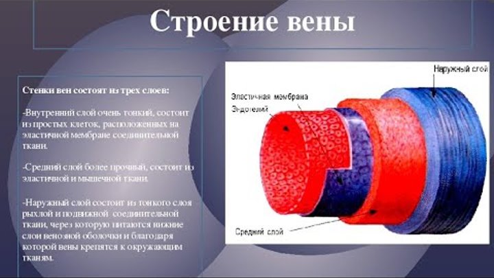 Какая ткань образует внутренний слой стенки