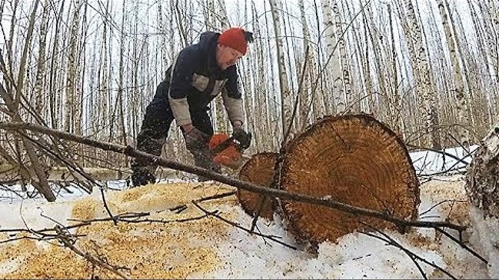 Пилим валежник