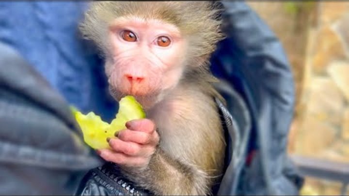 Гамадрил люська на ютубе. Гамадриленок. Обезьяна люська. Гамадрил люська и компания последние. Джоник тайган.