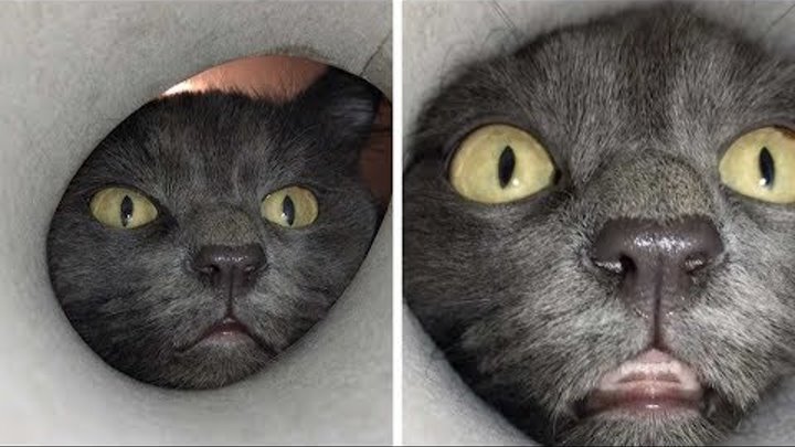 Пин на доске meme Мемы, Кот, Мемы про котов