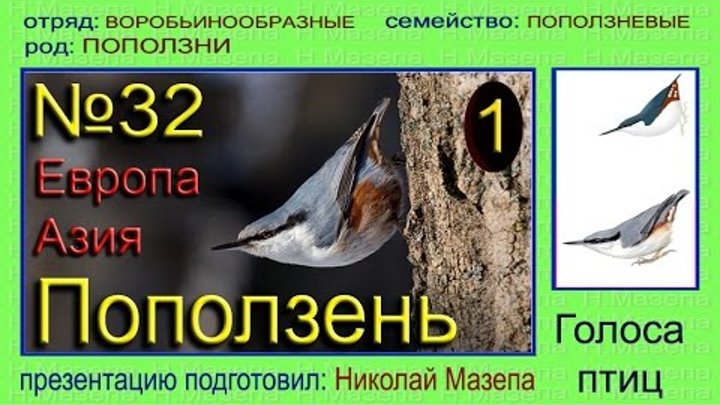 Птицы издающие звуки. Голоса птиц FLAC. 42 Голоса пернатых горожан. Какие звуки издает птица поползень.