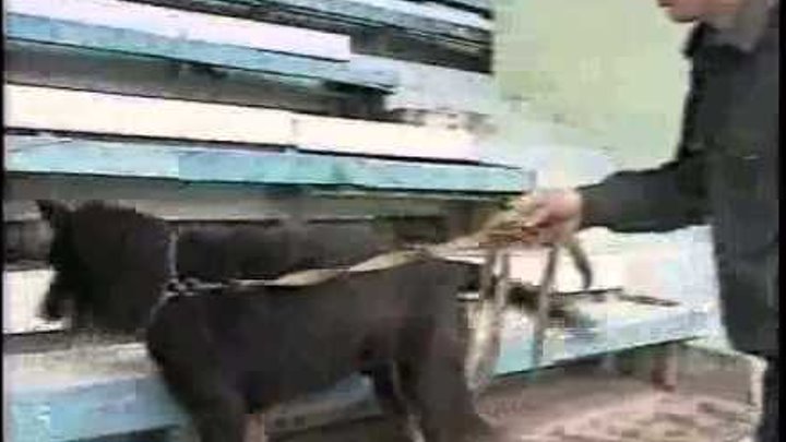 Песня кинологом. Песня кинологом. Песня кинологом. Собаки кинологической службы. Анонс в титрах нтв возвращение мухтара.