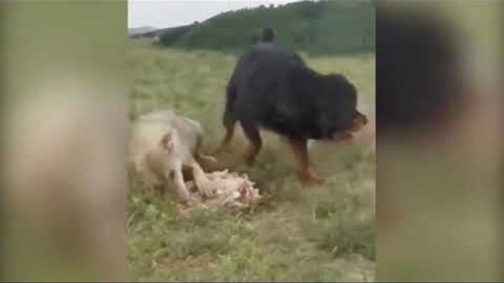 Дикие звери картинки. Глаз волка. Он просто зверь. Даже самый лютый зверь имеет каплю жалости. Он просто зверь.