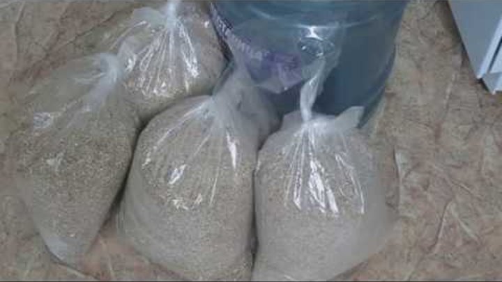 Пшеница на кодзи. Пшеничная брага на кодзи. Дрожжи кодзи. Брага на пшенице с кодзи. Пшеничная на кодзи.