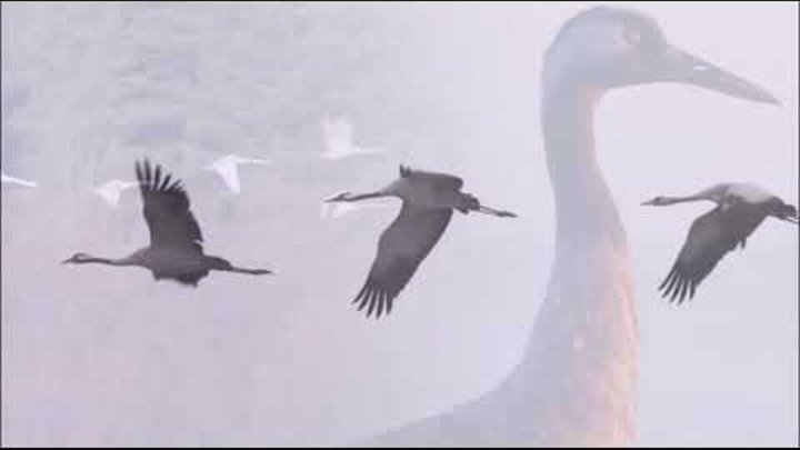 Иллюстрация к песне журавли. Ютуб песни журавли. Ютуб песни журавли. Журавли песня. Купальник с журавлями.