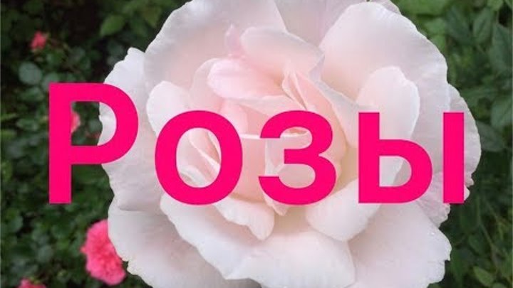 Интернет Магазин Нью Джерси Каталог Розы