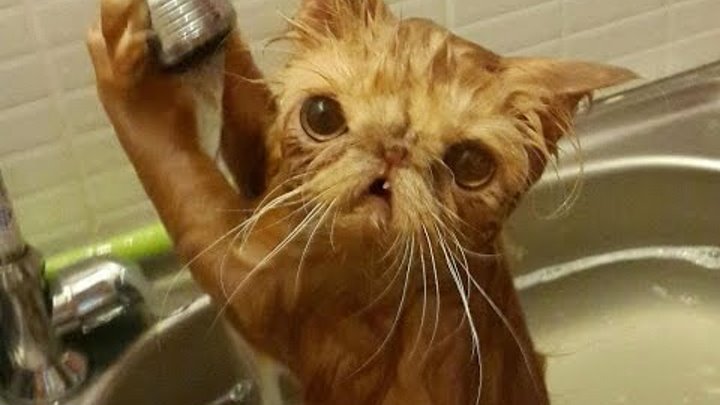 Gulmekten Aglayacaksiniz En Komik Hayvanlar 2017 Hd