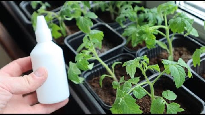 Перекись водорода для огорода. Полив рассады томатов перекисью водорода. Перекись водорода для рассады томатов. Перекись водорода для полива рассады. Обработка семян перекисью водорода.