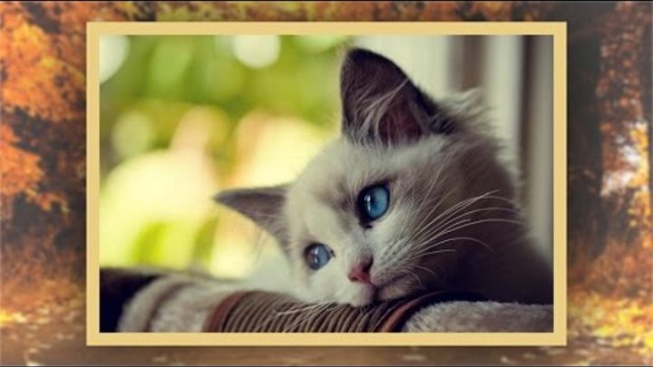 Грустная песня котика. Грустные песни про кота. Стих про кота грустный. Мазунин уродливый кот. Грустные песни про кота.