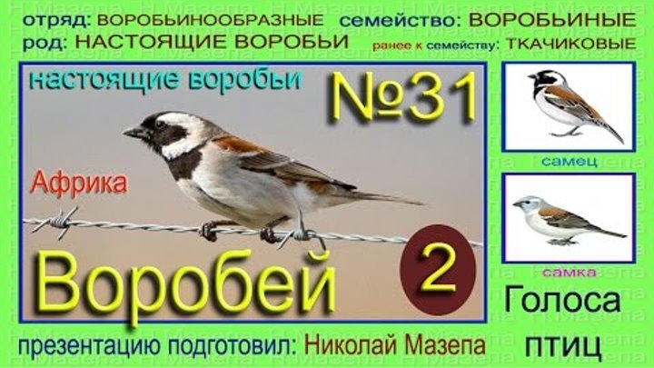 Звук воробья слушать. Голос воробья. Какие звуки издает Воробей. Звук воробья. Птицы издающие звуки.