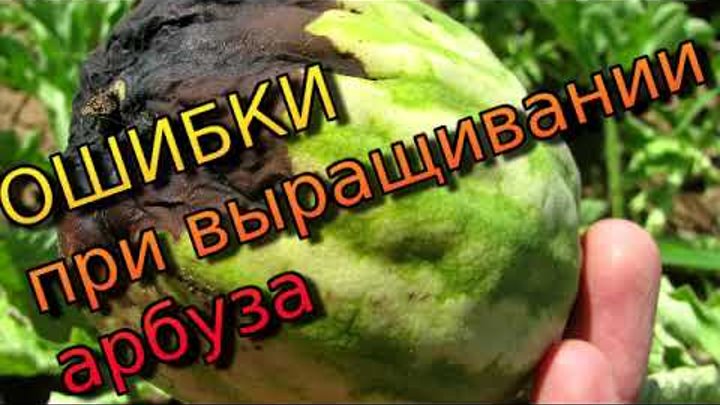 Бахчевые культуры. Дыня на грядке. Корни арбузов. Корни бахчевых. Корни арбуза глубина.
