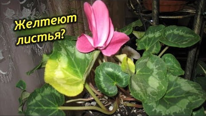 цикламен почему желтеют листья во время цветения