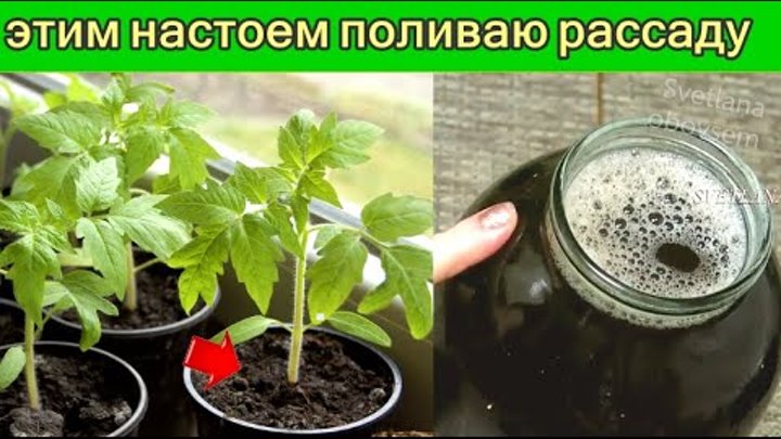 Сильная рассада. Подкормка картофельным отваром рассаду. Рассада томатов. Саженцы перца. Картофельный отвар для рассады перцев и томатов.