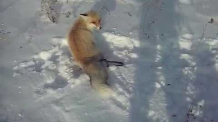 Как ловить лис зимой. Как ловить лис зимой. Как ловить лис зимой. Лиса на мышеловке зимой. Как ловить лис зимой.