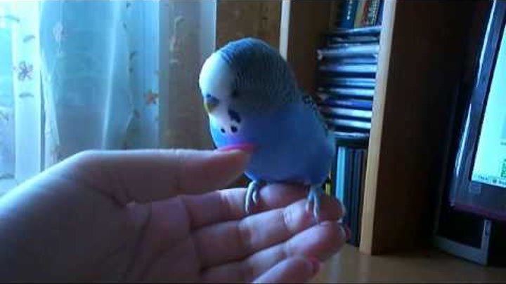 Польза домашних попугаев-разговорчиков