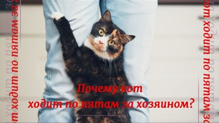 Кот ходит по пятам. Кошка трется. Кошка трется о ноги. Почему кот ходит за мной по пятам. Черный котенок на улице.