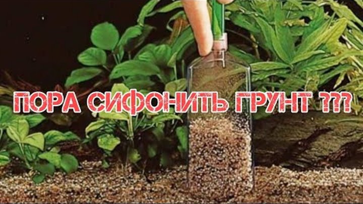 Как часто вы сифоните грунт. Мелкий грунт для аквариума. Сифонить аквариум. Сифонить грунт в аквариуме. Способ сифонить грунт.