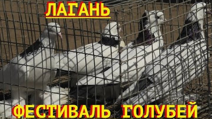 Птица голубь. Фестиваль голубей. Как сфотографировать голубей для фестиваля геншин. Голуби в иркутске. Фестиваль голубей.